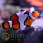 Preview: Amphiprion ocellaris gladiator Nachzucht