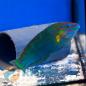 Preview: Halichoeres melanurus Regenbogenlippfisch