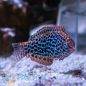 Preview: Macropharyngodon meleagris Leoparden-Junker