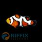 Preview: Amphiprion ocellaris gladiator Nachzucht