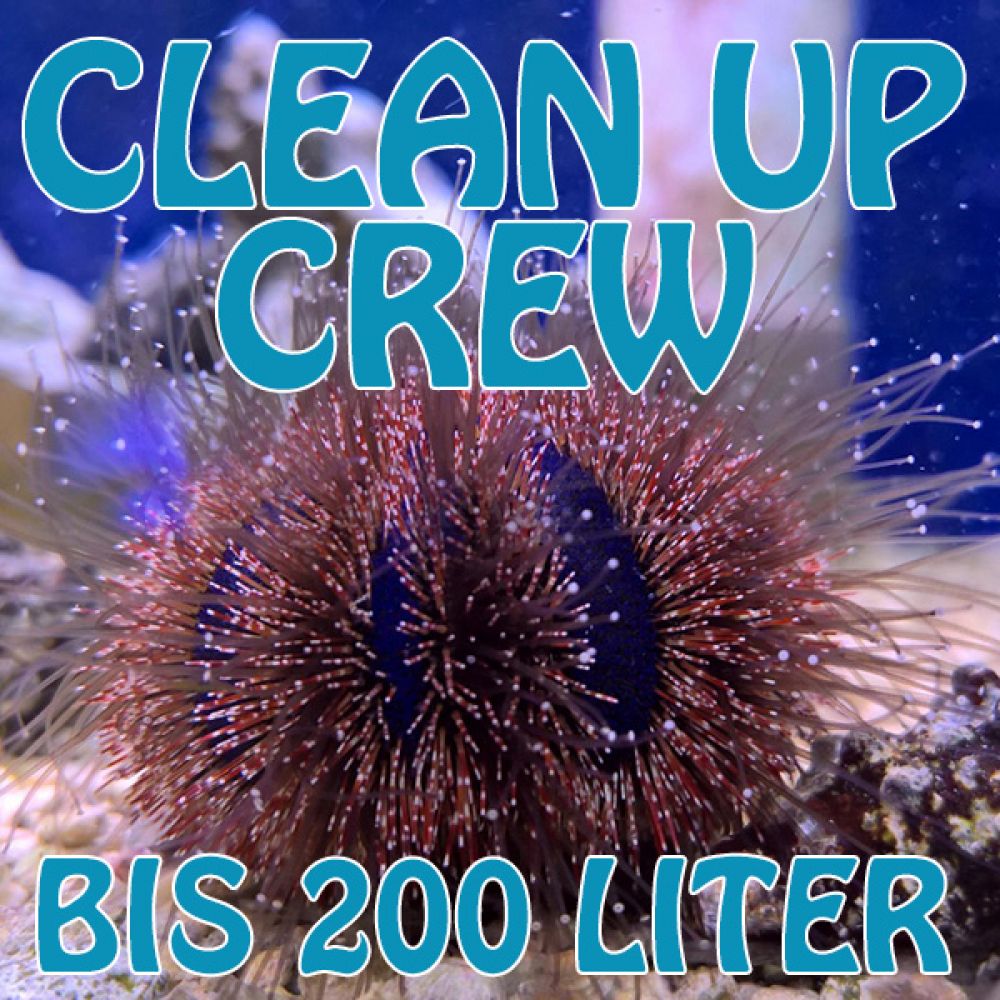 Komplete Clean UP Crew bis 200 Liter