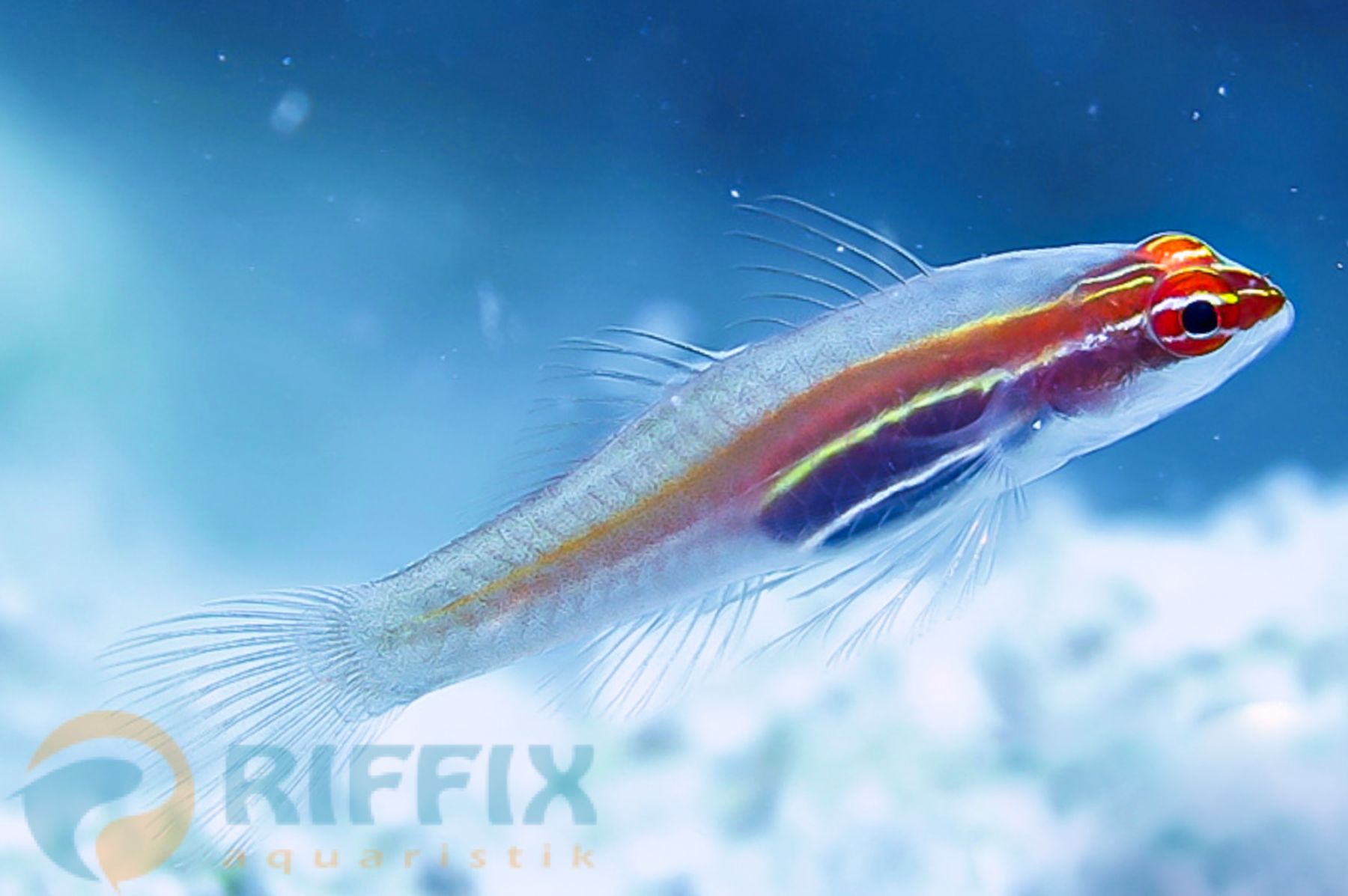 Eviota atriventris – Schwarzbauchgrundel