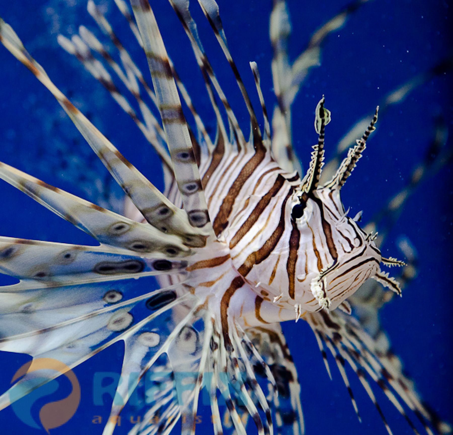 Rotfeuerfisch Pterois Volitans