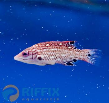 Bodianus Diana - Diana Lippfisch