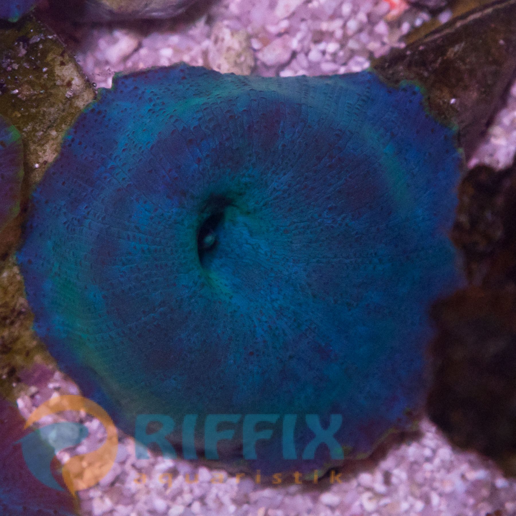 Discosoma coeruleus (Blau)