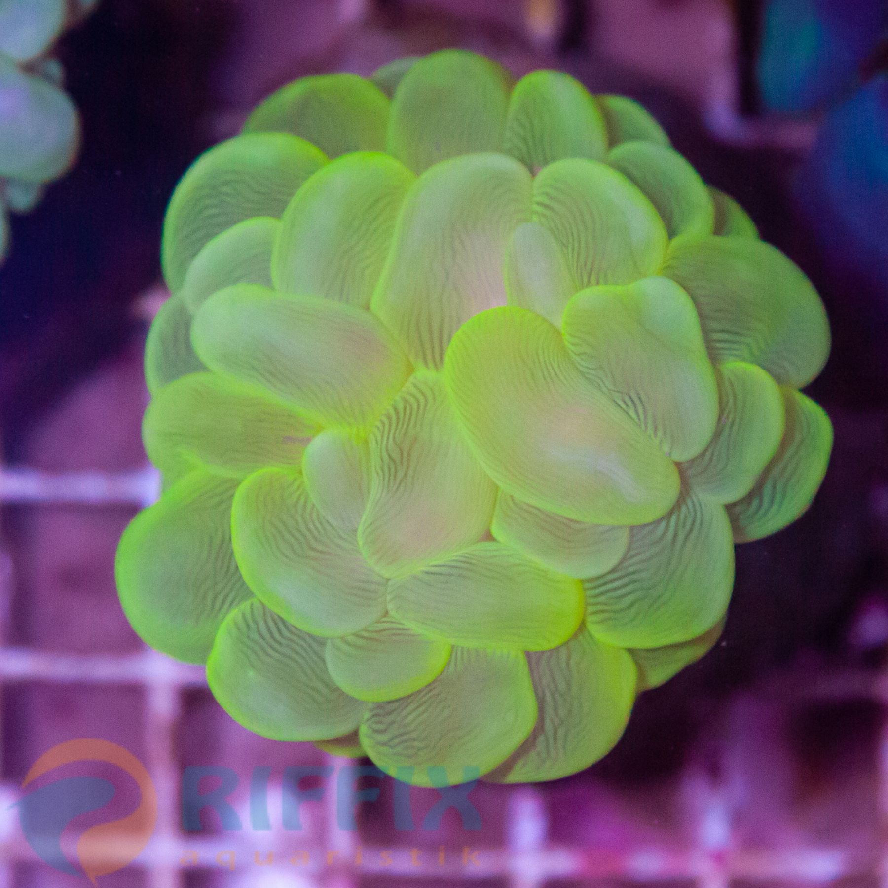 Plerogyra Sinuosa Gelb Raritet