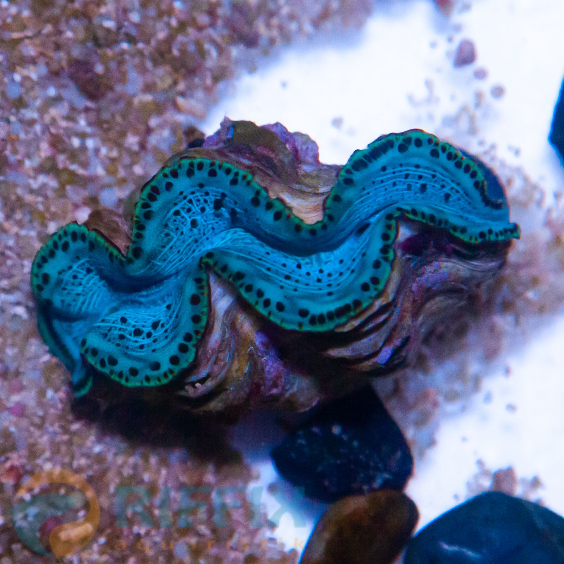 Tridacna Maxima Blau 6cm