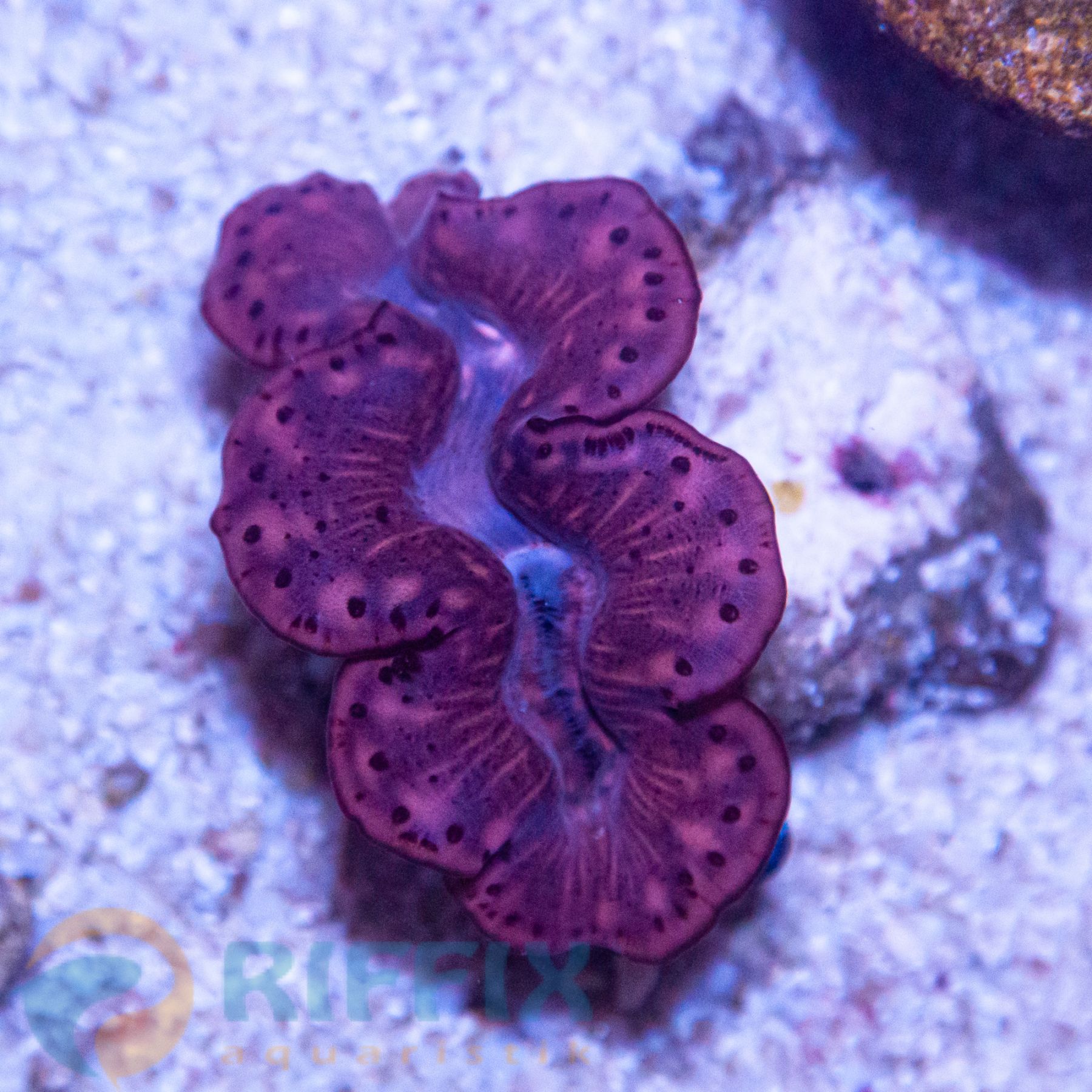 Tridacna maxima (Yellow/Gold) 5cm