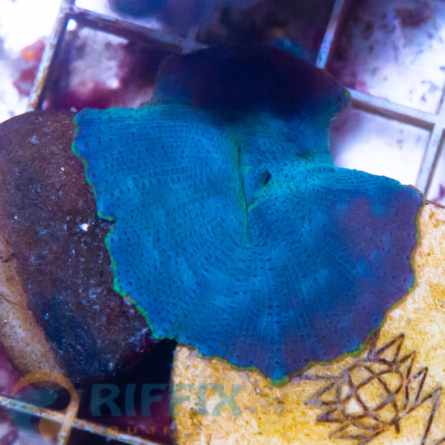 Discosoma spp. (Blue) (Grade A)