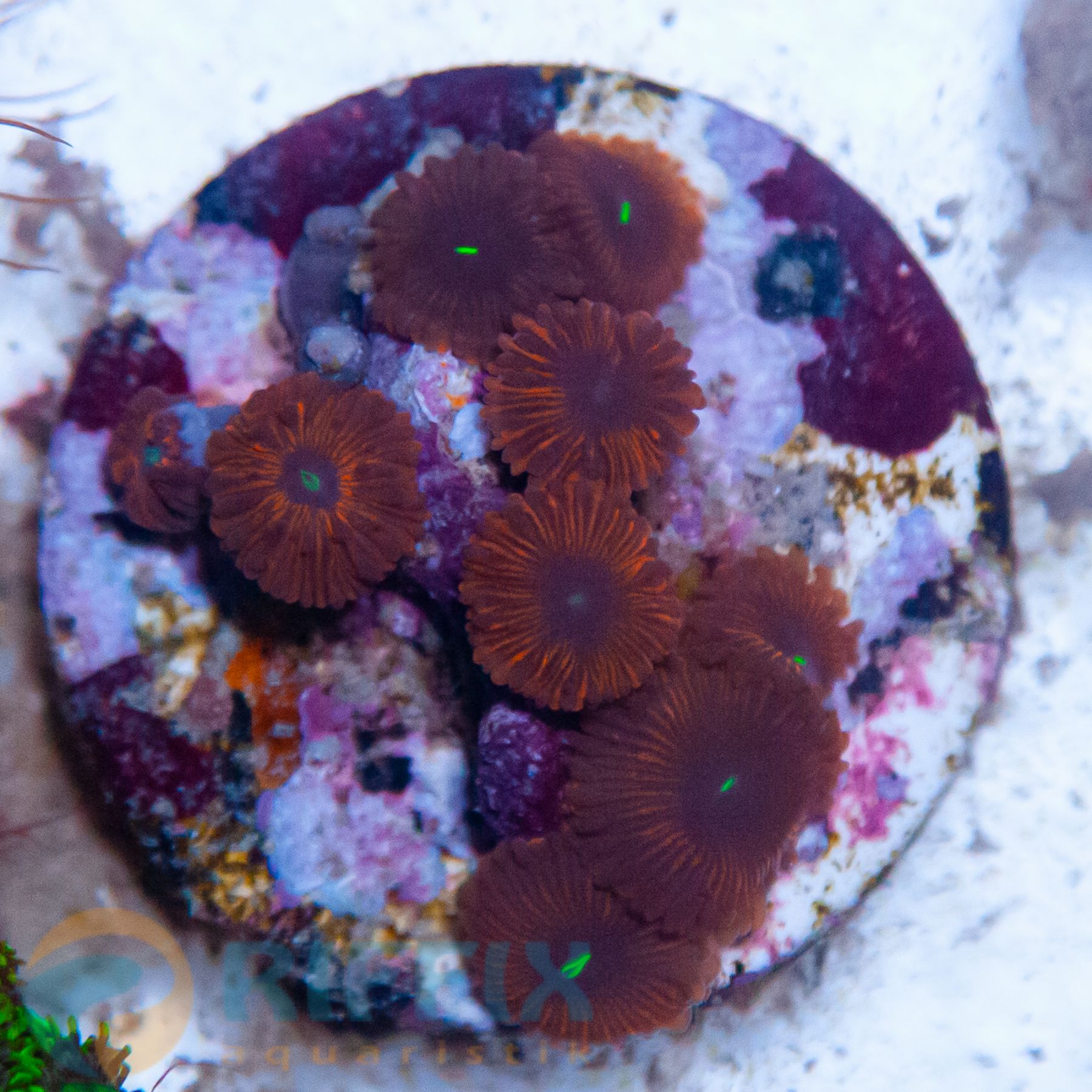 Zoanthus spp. (Red People Eater)