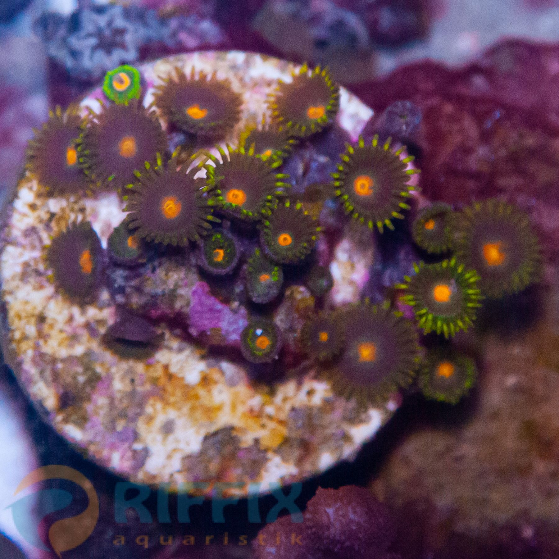 Zoanthus spp. (Blow Pop)