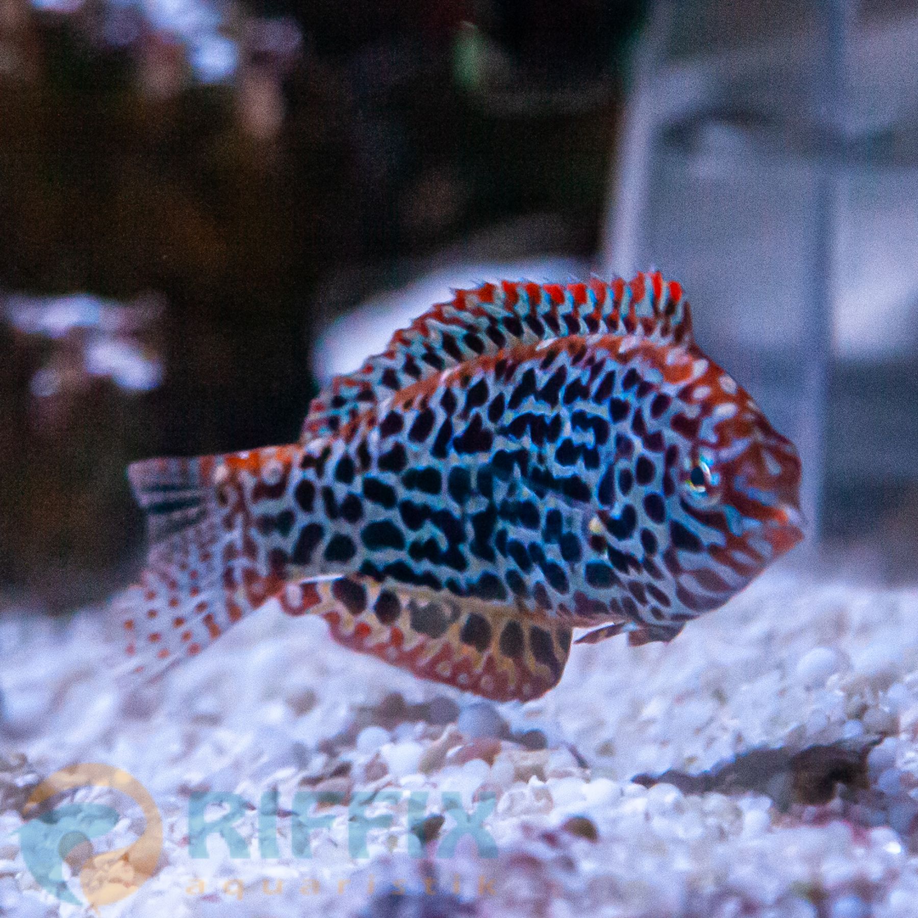 Macropharyngodon meleagris Leoparden-Junker