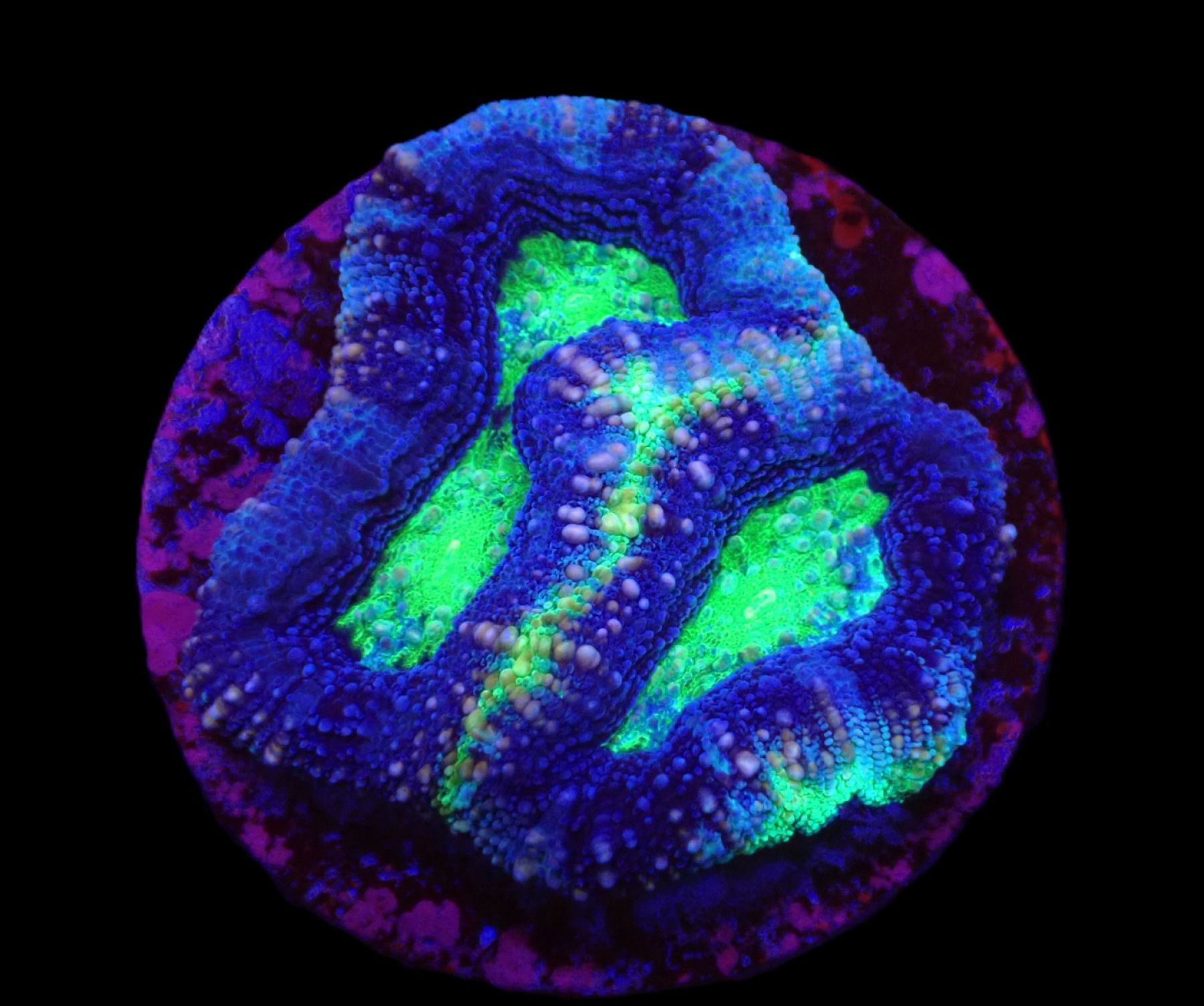 Acanthastrea bowerbanki (Premium) Ableger