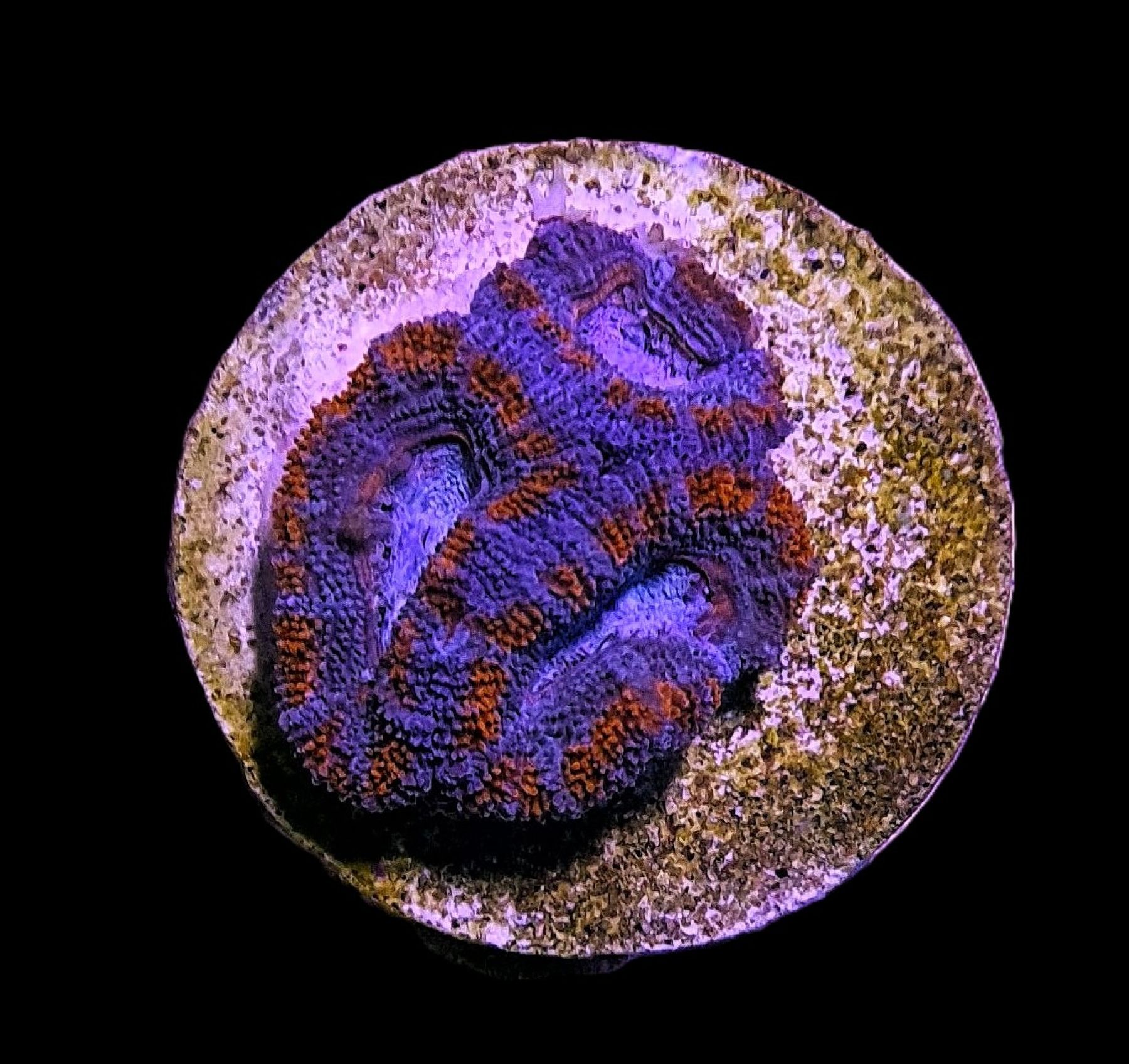 Acanthastrea lordhowensis (Red) (Ableger)