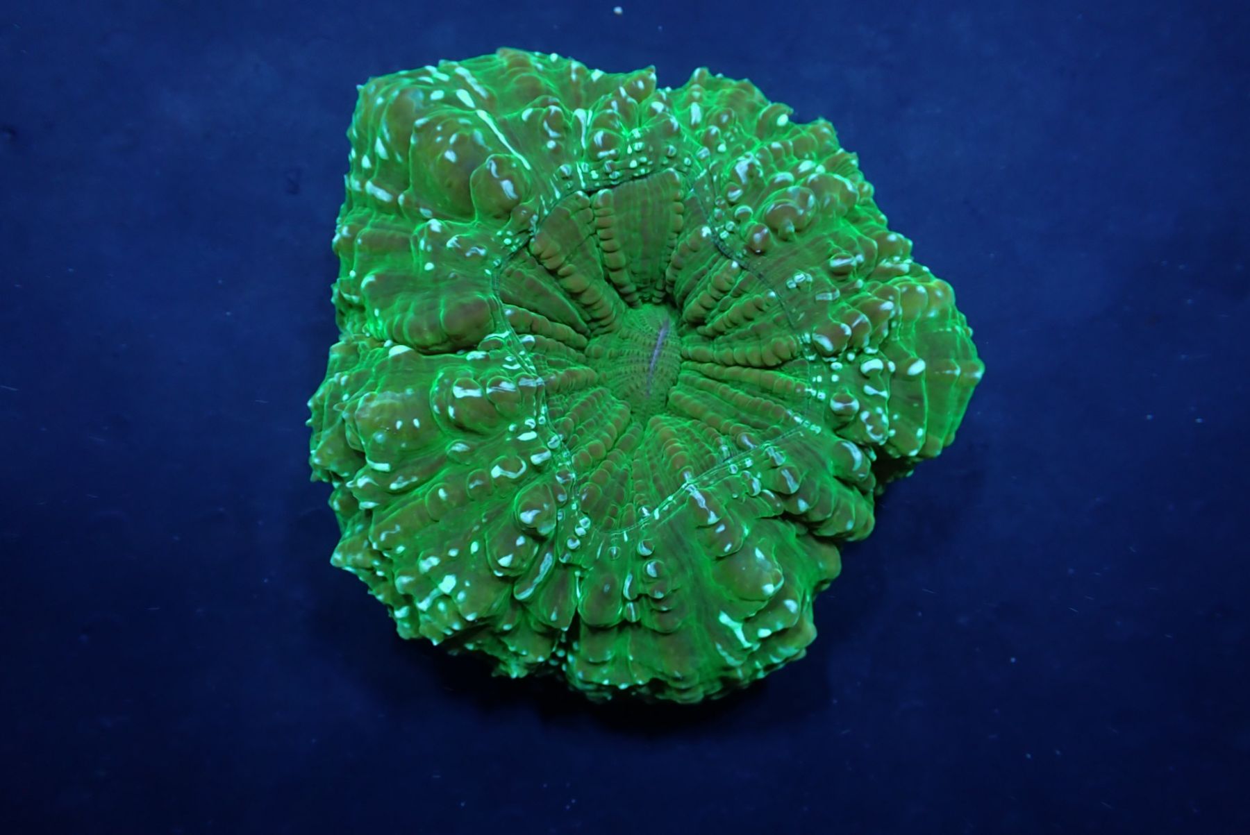 Acanthophyllia deshayesiana (Ultra Green)