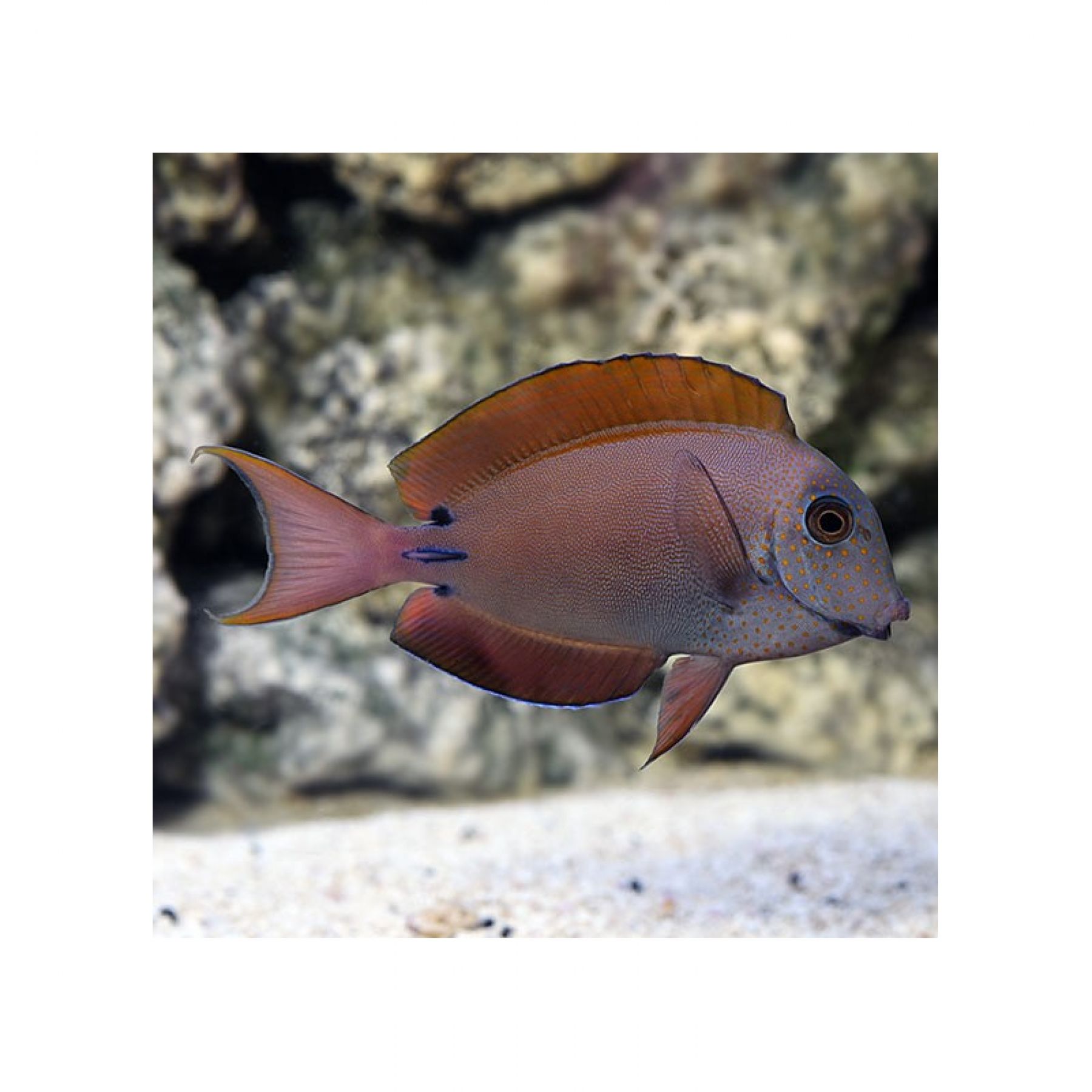 Acanthurus nigrofuscus Brauner Doktorfisch