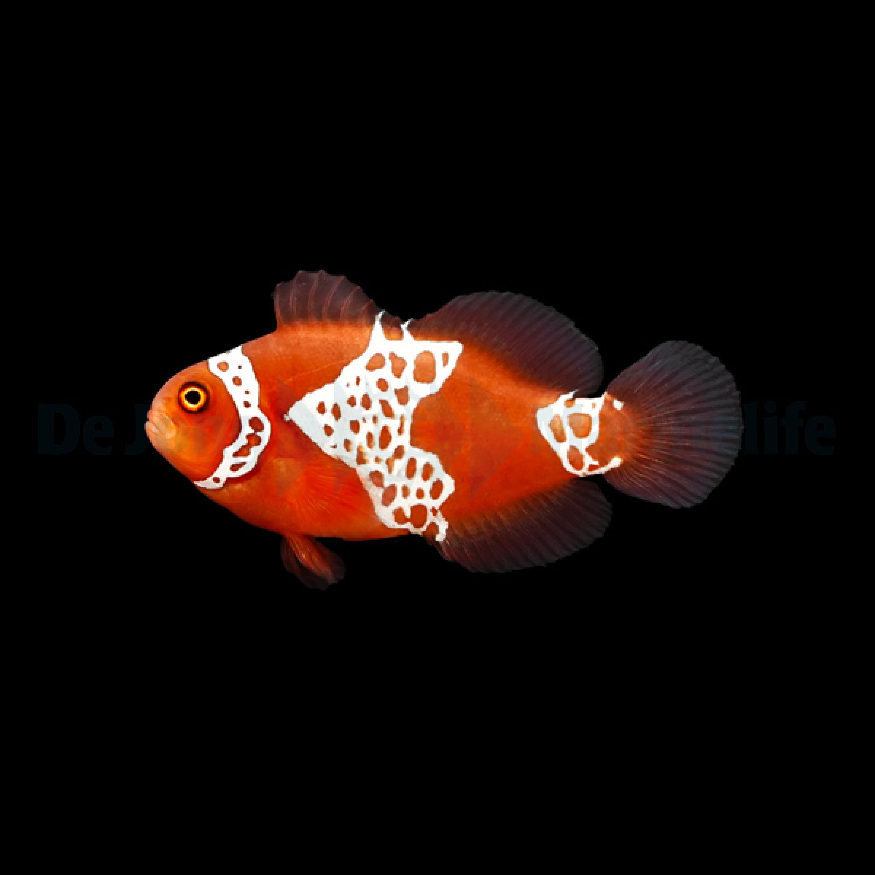 Amphiprion biaculeatus snowflake Bull head