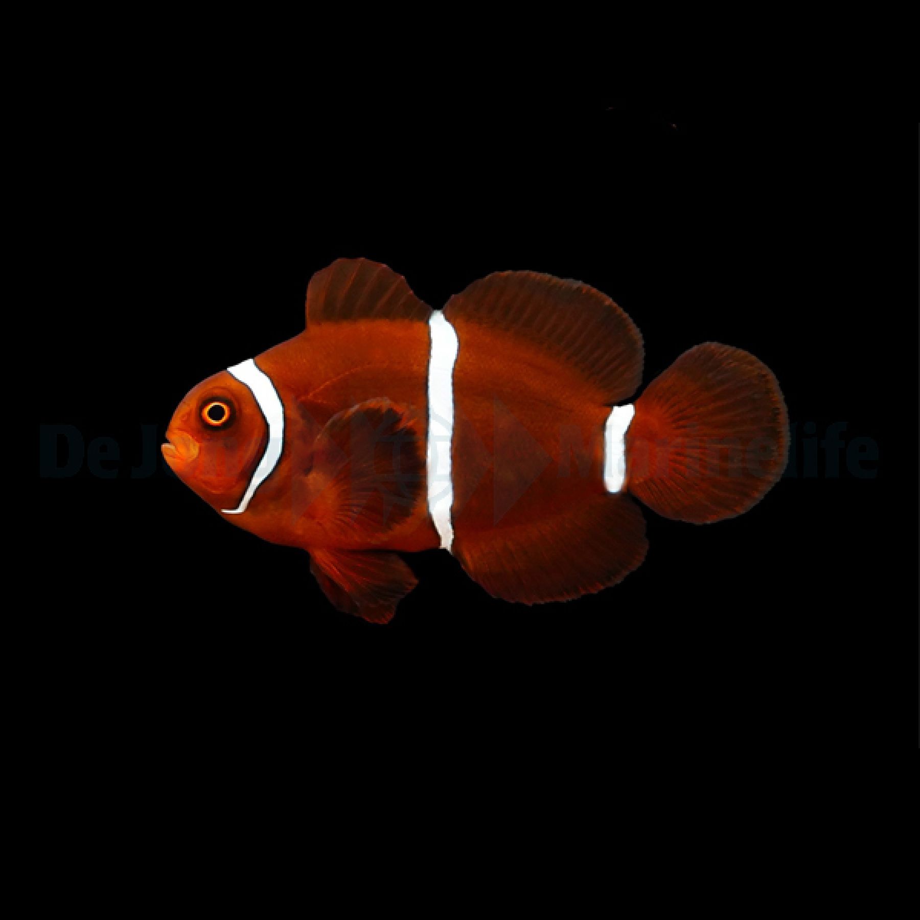 Amphiprion biaculeatus Samt-Anemonenfisch, Stachel-Anemonenfisch Nachzucht