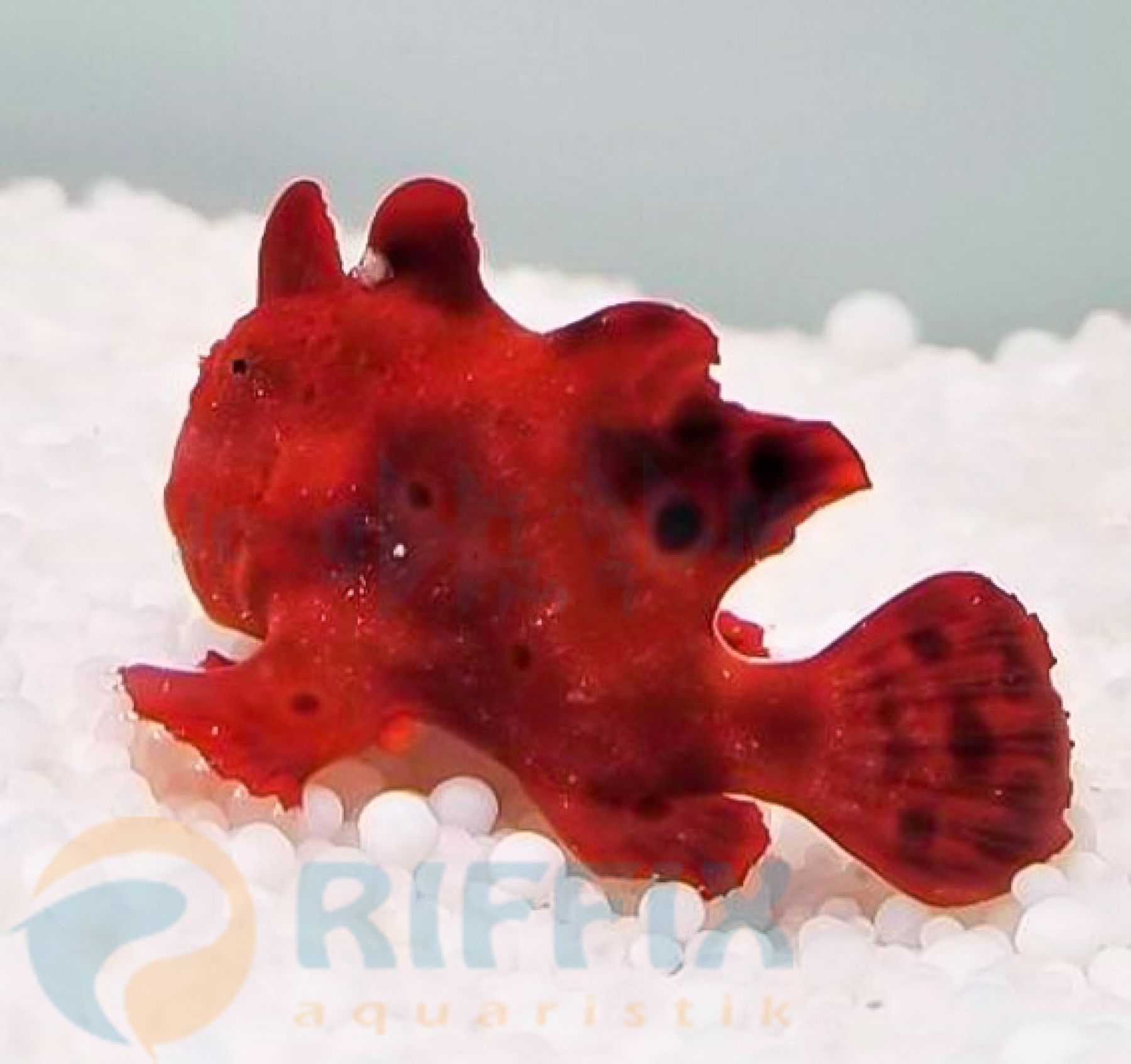 Antennarius spp. (Red) - Roter Anglerfisch