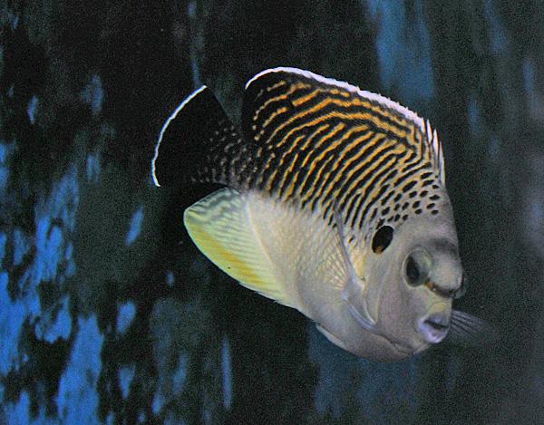 Apolemichthys kingi Tiger-Kaiserfisch