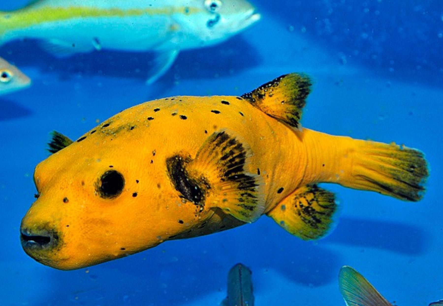 Arothron spp. (Citrinellus) - Zitronen-Kugelfisch Größe L