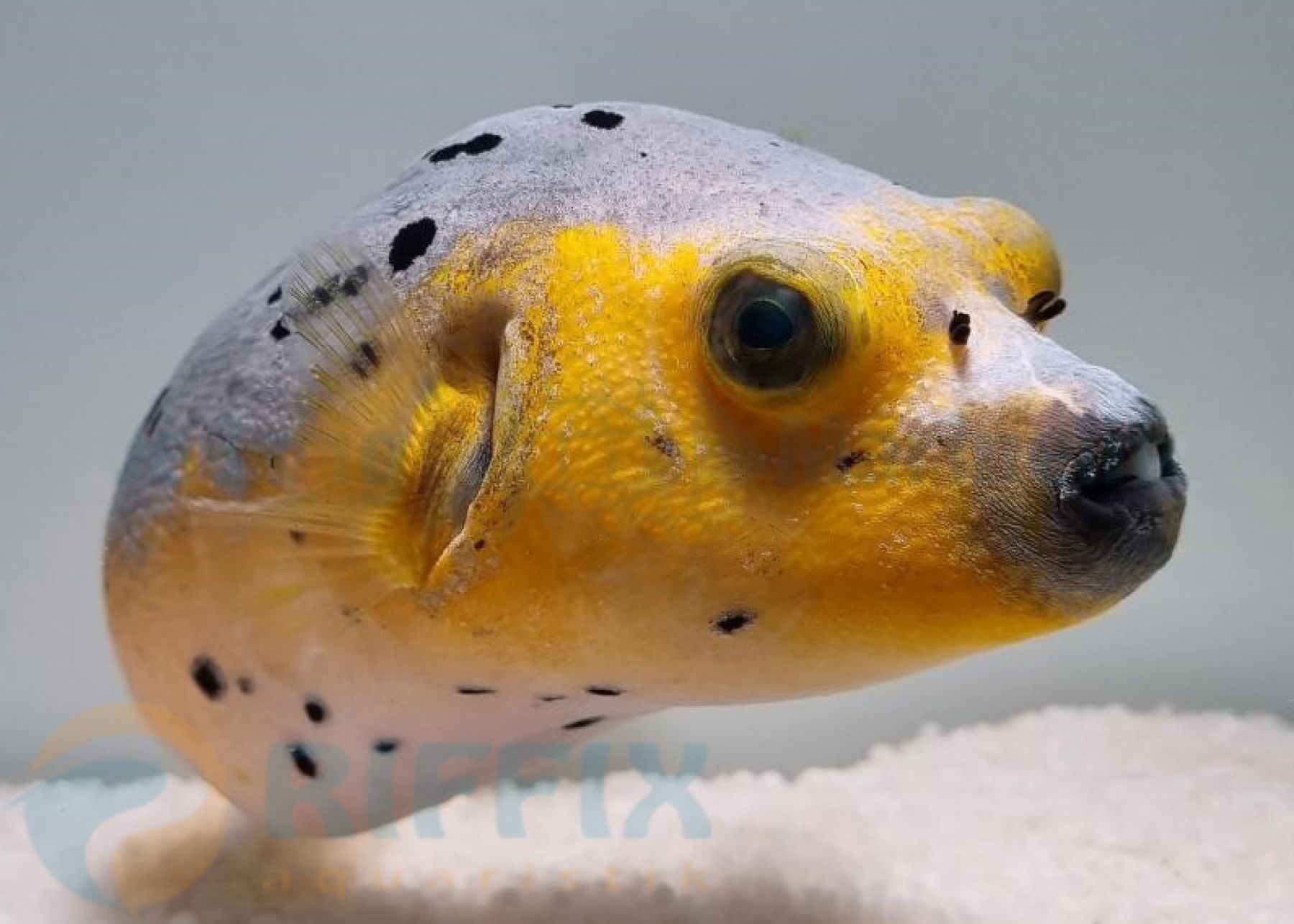 Arothron nigropunctatus (Yellow phase) - Schwarzflecken-Kugelfisch Größe L