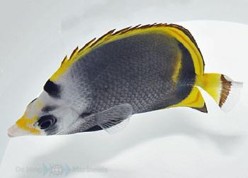 Chaetodon flavirostris Schwarzer Falterfisch
