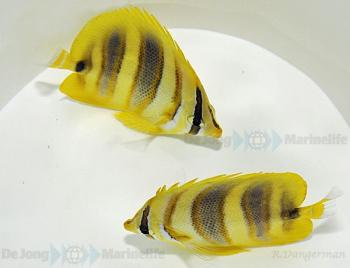 Chaetodon rainfordi Doppelband-Falterfisch