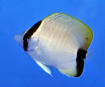 Chaetodon sedentarius Karibischer Riff-Falterfisch