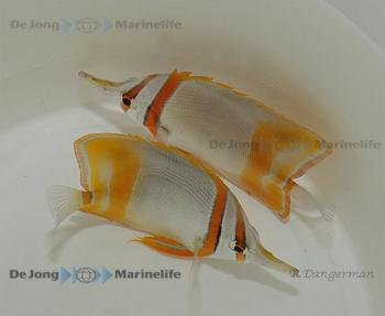 Chelmon marginalis Pinzettfisch