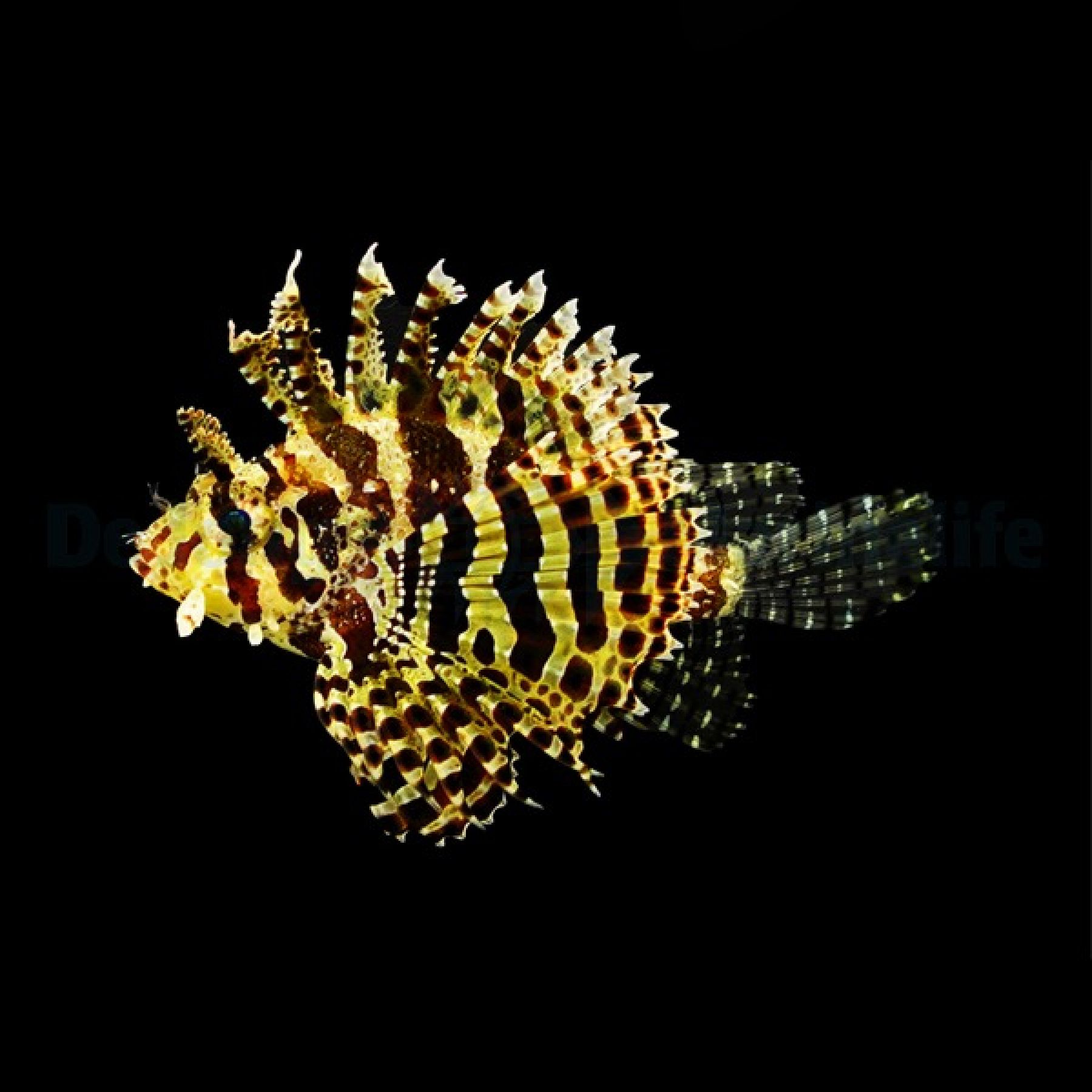Dendrochirus brachypterus - Kurzflossen Zwergfeuerfisch