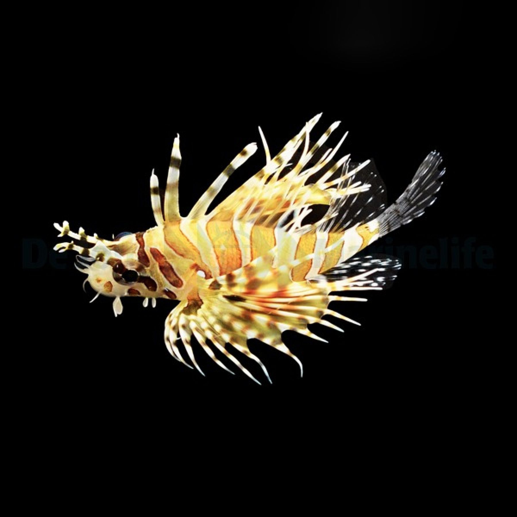 Dendrochirus zebra Zebra-Zwergfeuerfisch