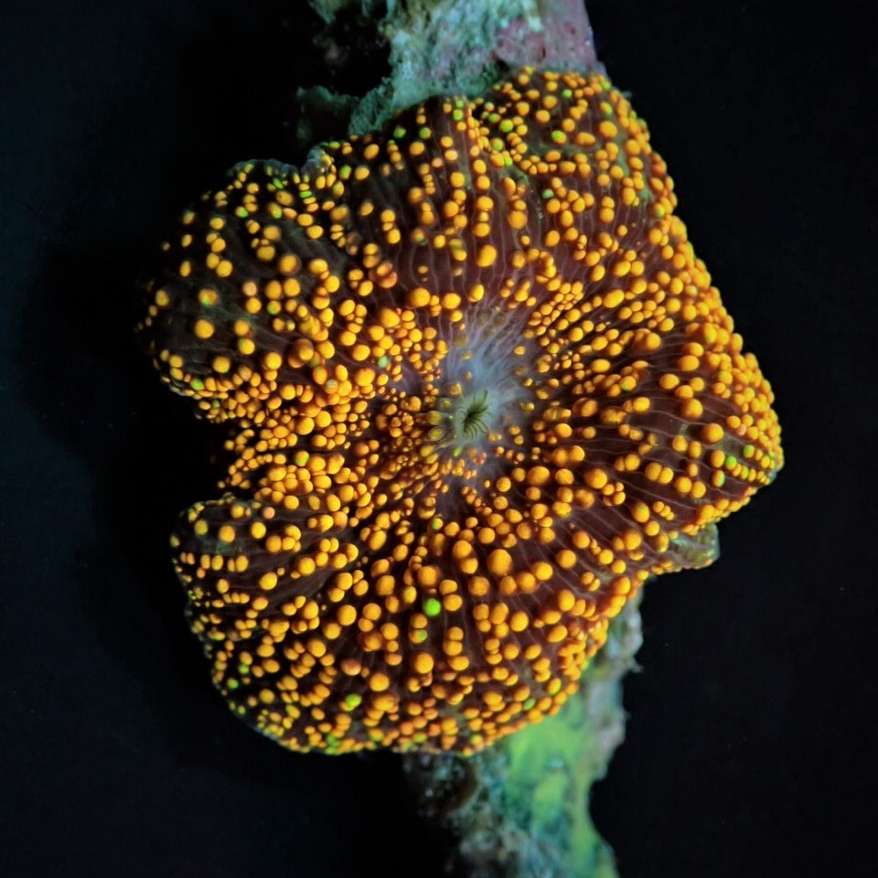 Discosoma spp. (Interstellar)