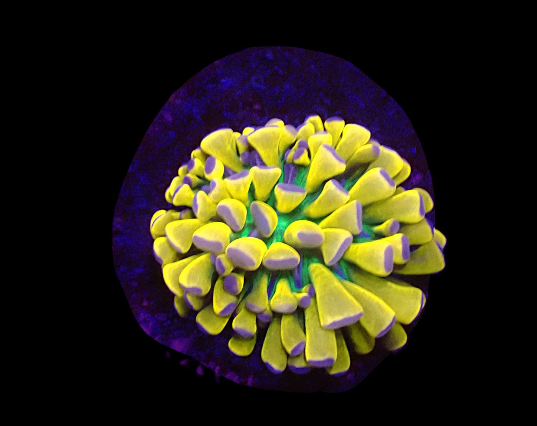 Euphyllia glabrescens (Banana Torch) 1 Kopf