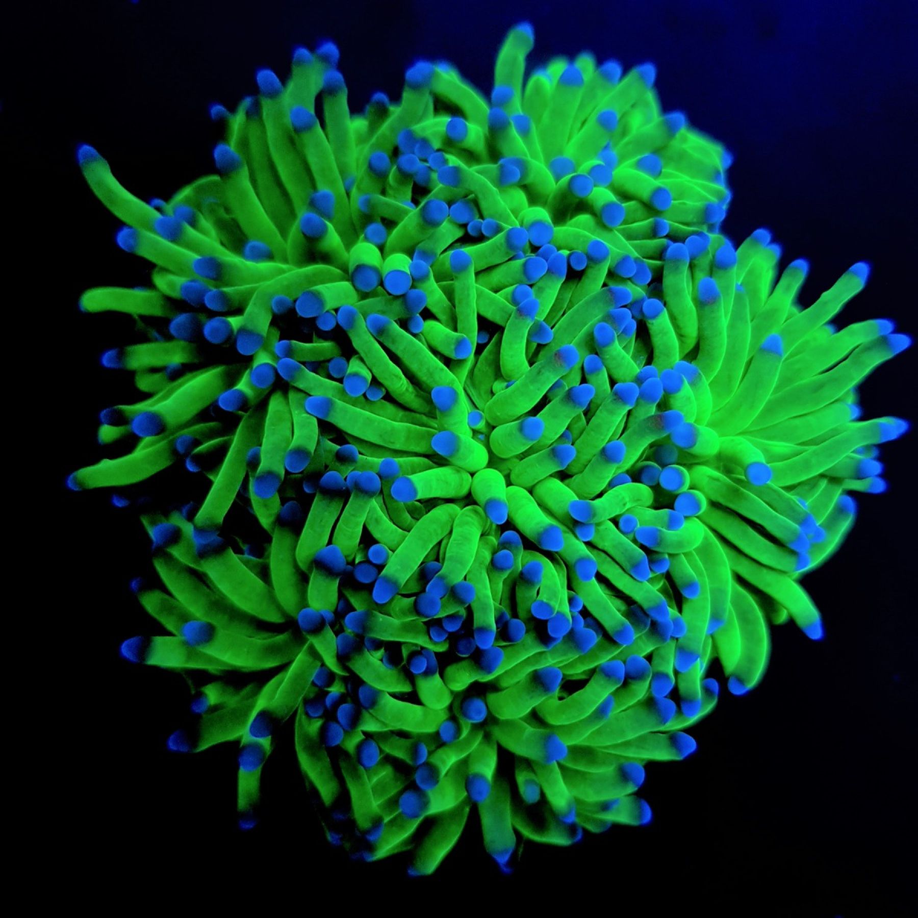 Euphyllia glabrescens (Blueberry) Rare