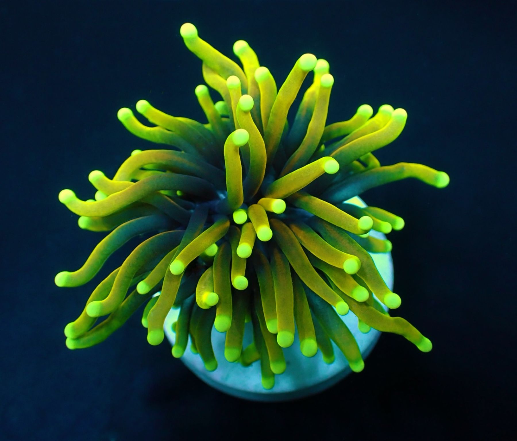 Euphyllia glabrescens (Dragon Soul) (1 hd.)