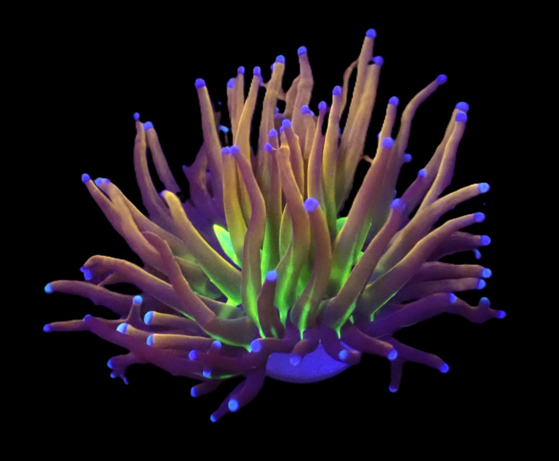 Euphyllia glabrescens (NYknicks) (1 hd.)