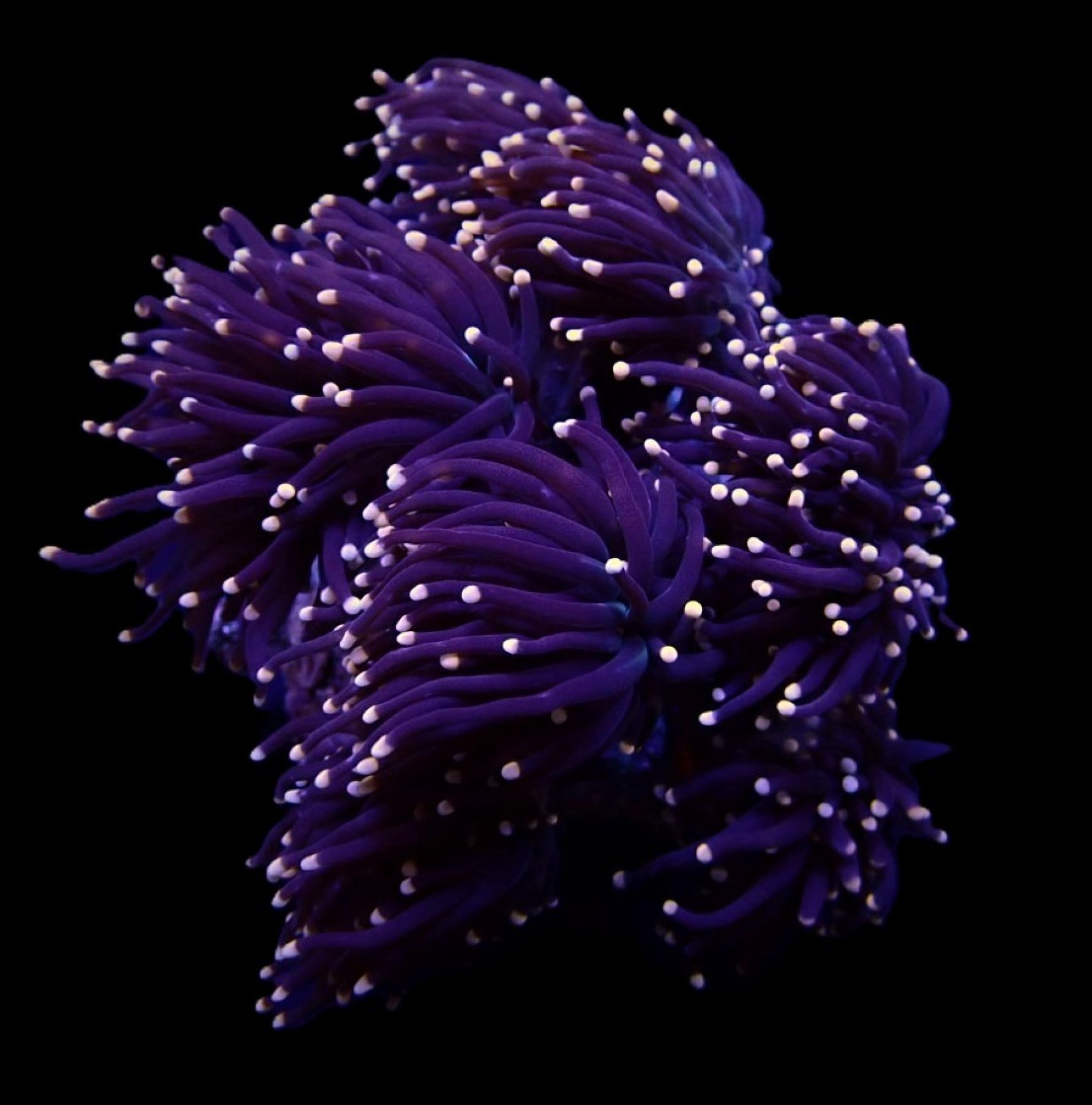 Euphyllia glabrescens (Orange-Pink tip)