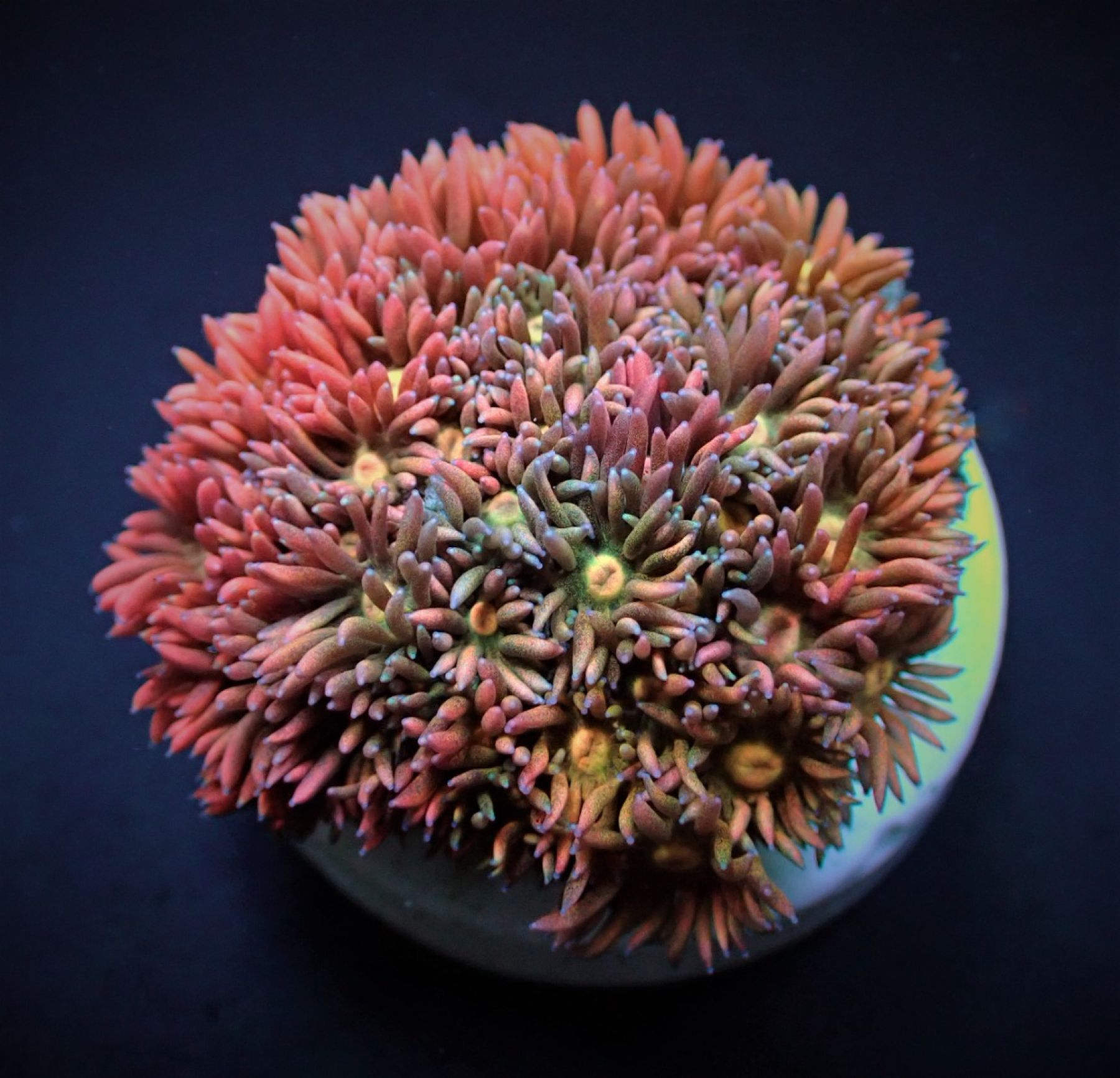 Goniopora spp. Ultra