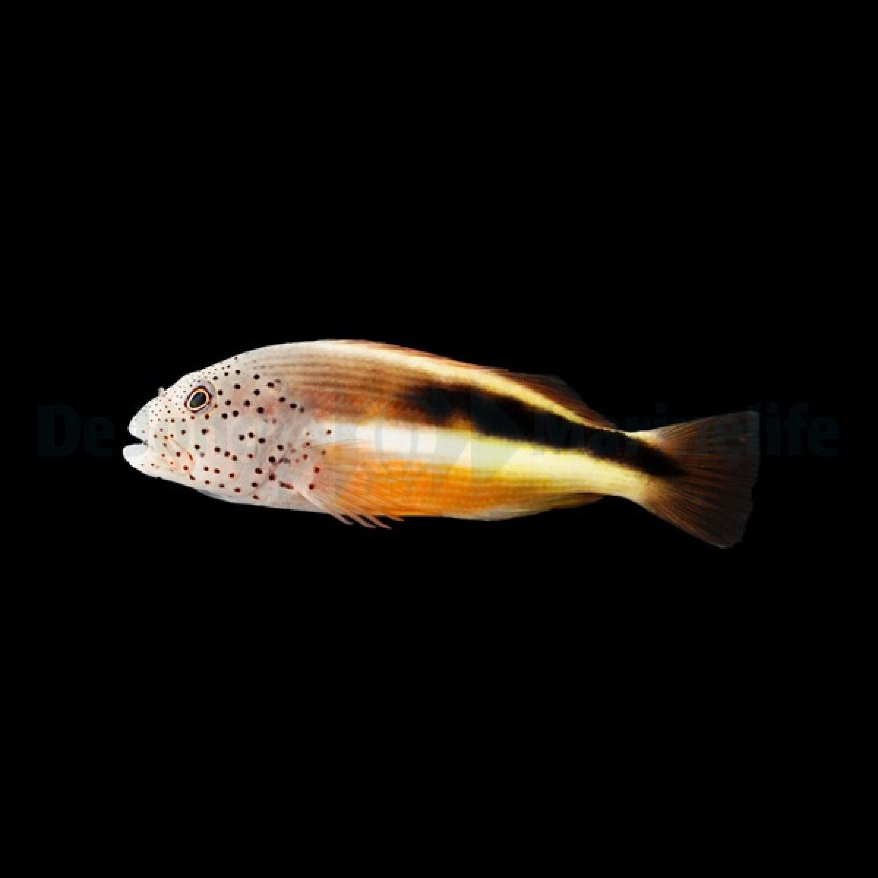 Paracirrhites forsteri – Forsters Korallenwächter