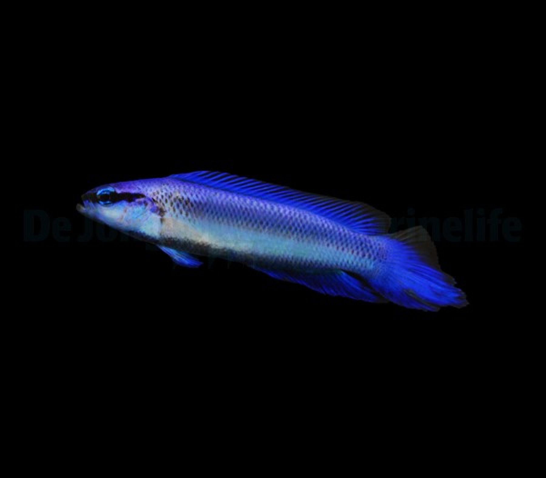 Pseudochromis indigo - Hybrid Riffbarsch