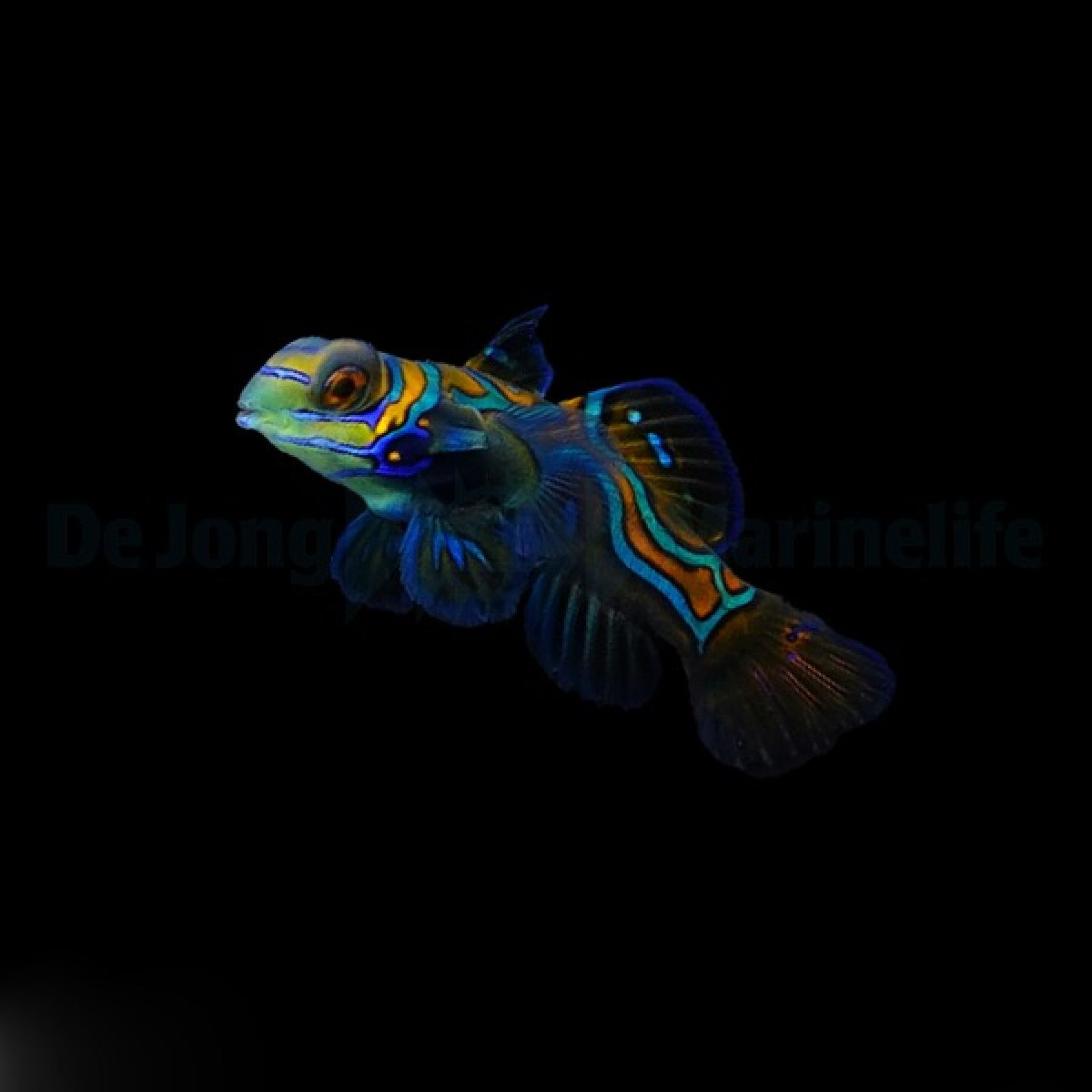 Pterosynchiropus splendidus Mandarinfisch (Weibchen) Nachzucht