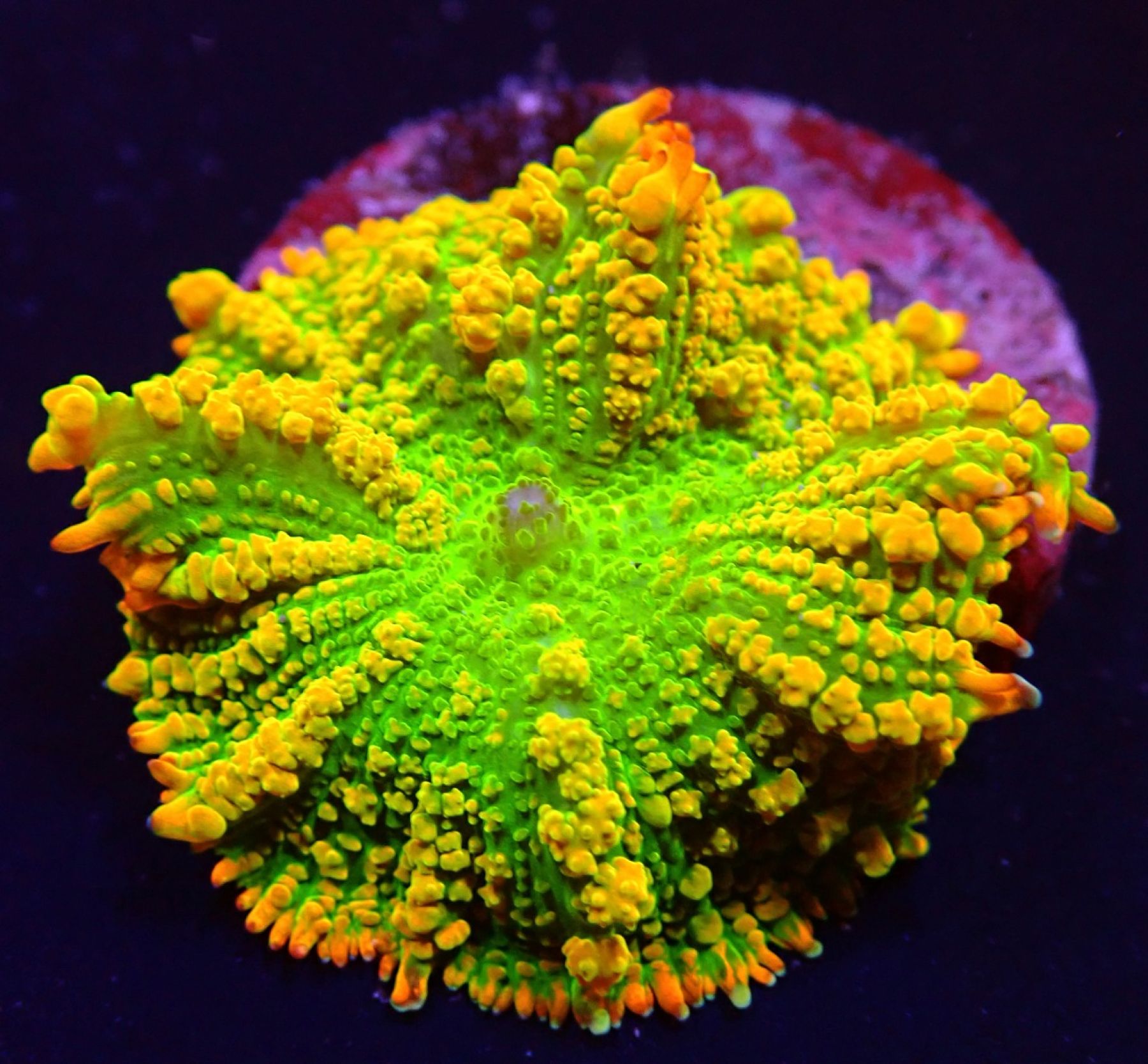 Rhodactis inchoata (Tequila Sunrise)