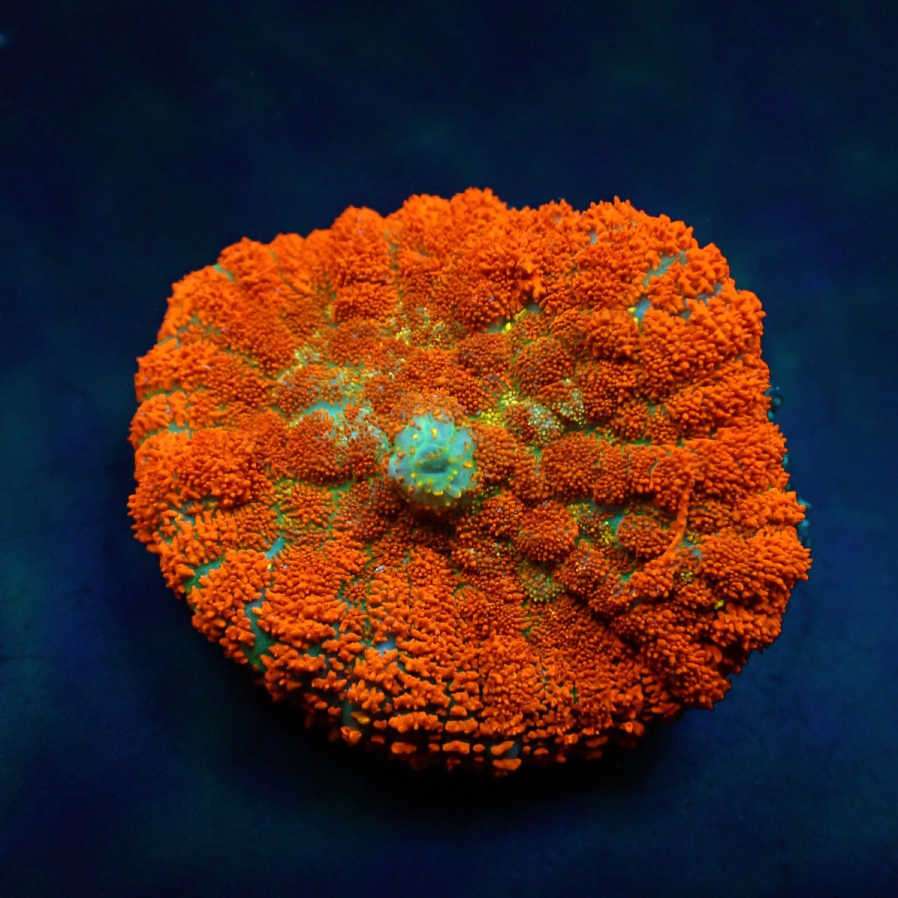 Rhodactis spp. (Orange) (Ultra)