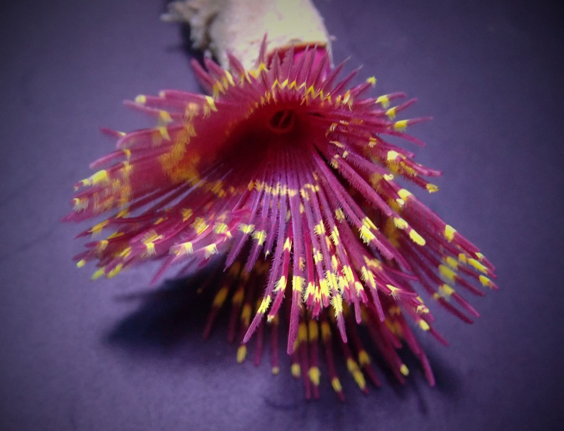 Sabellastarte spp. (Special) Röhrenwurm