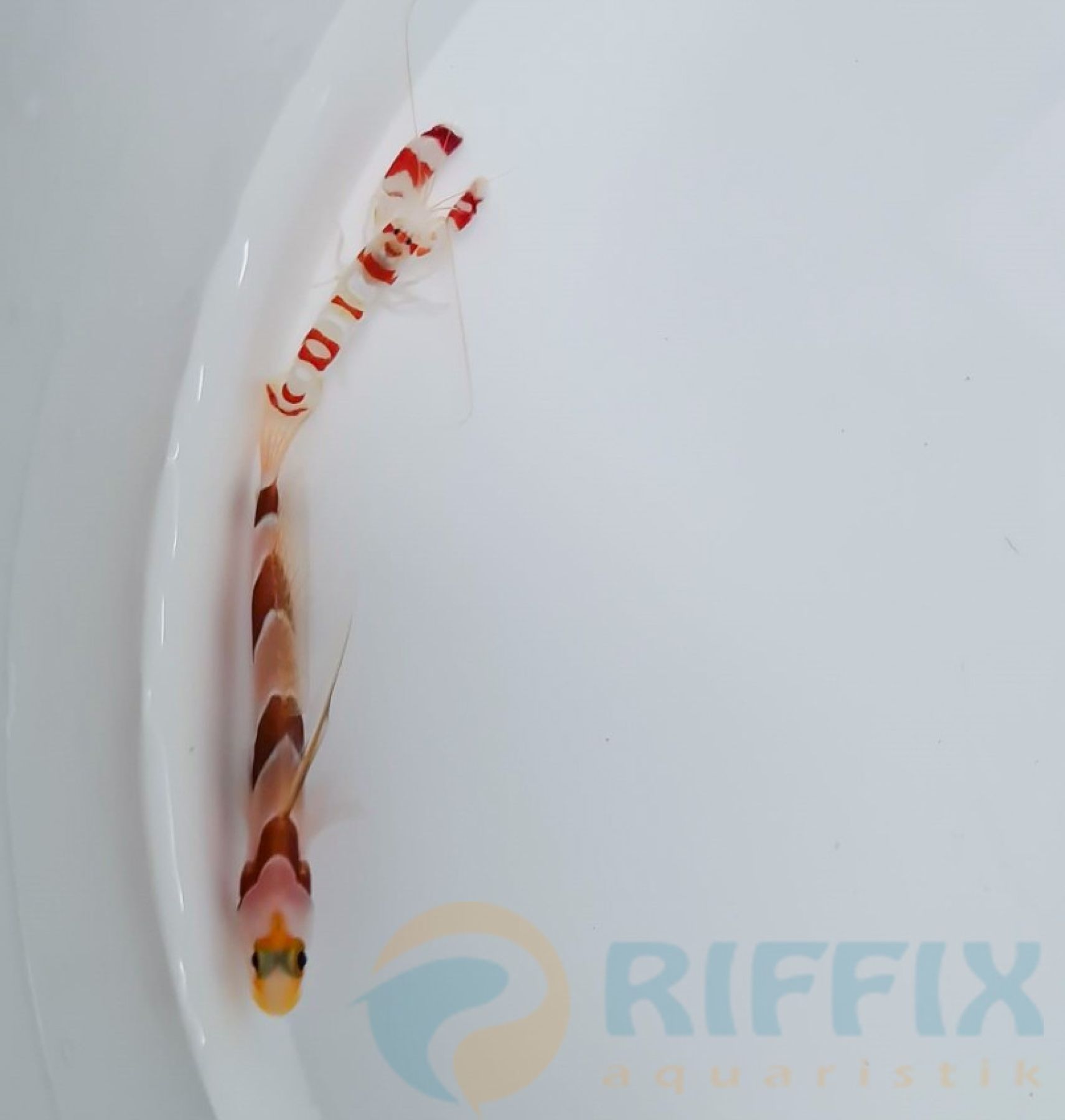 Stonogobiops nematodes + Alpheus randalli (Symbioses Paar)