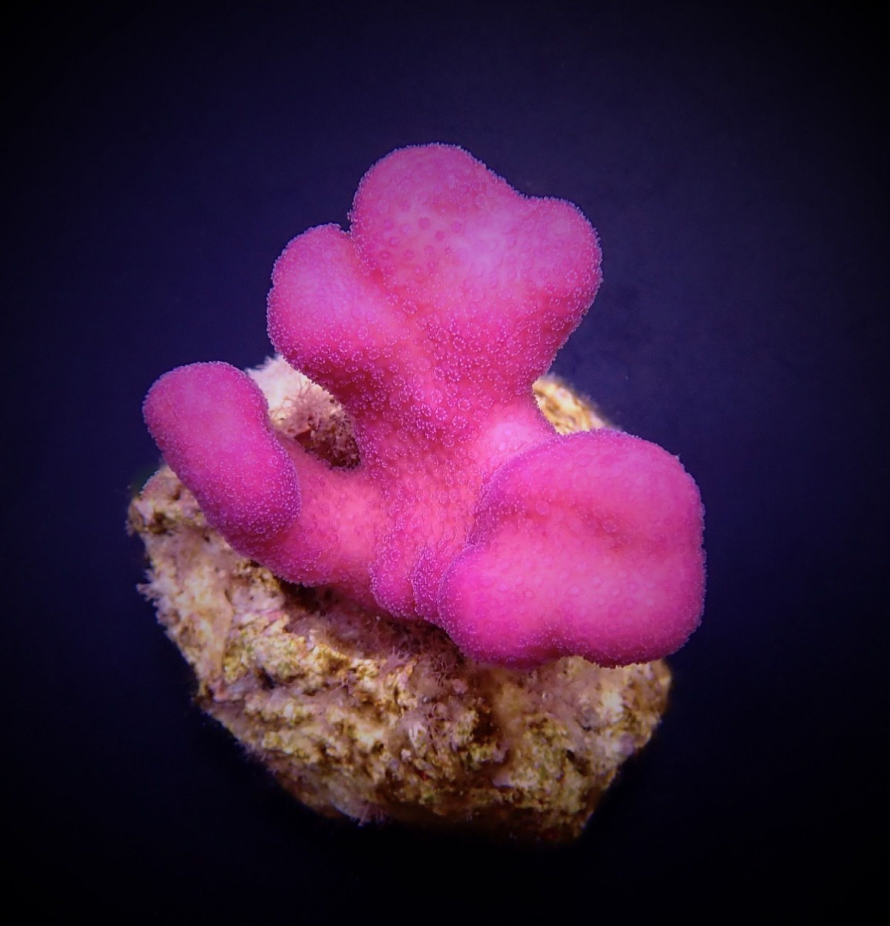 Stylophora pistillata (Pink Tonga)