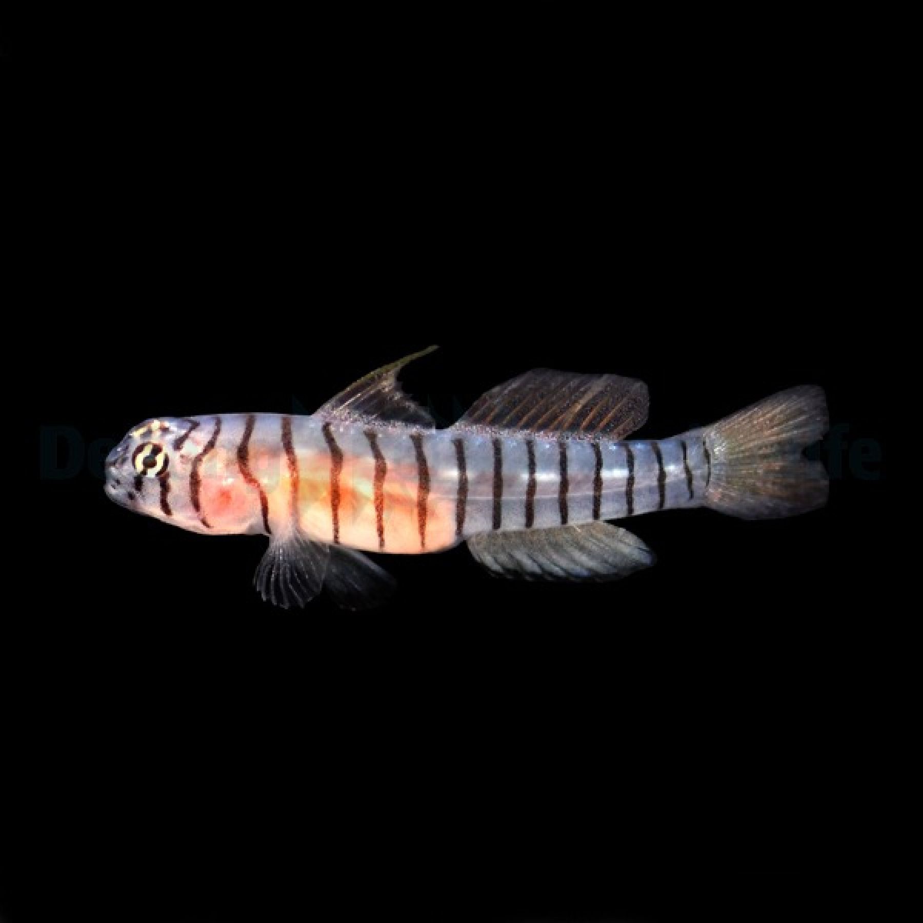 Tigrigobius macrodon Tiger Grundel (Nachzucht)