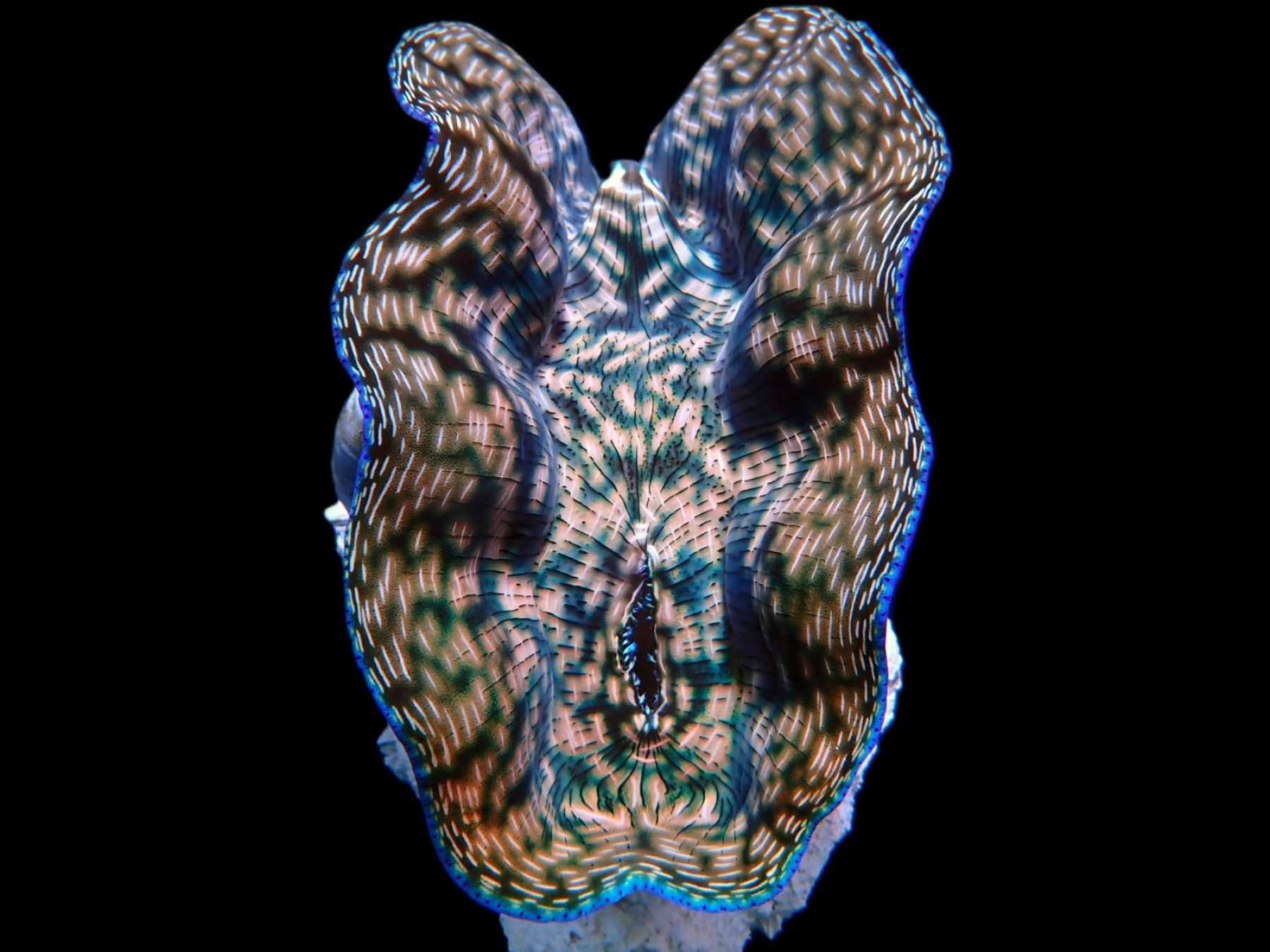 Tridacna derasa