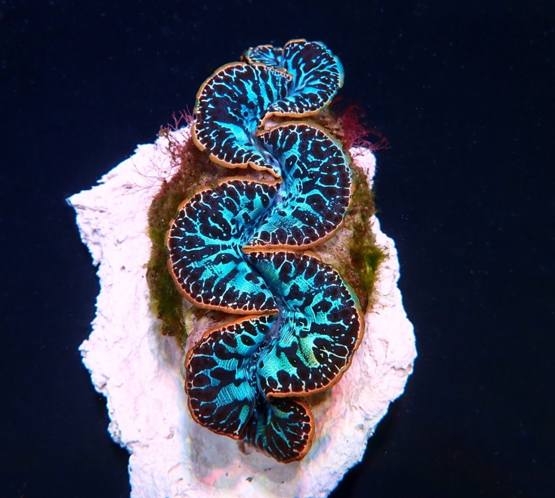 Tridacna maxima Blau Ultra (Pacific)